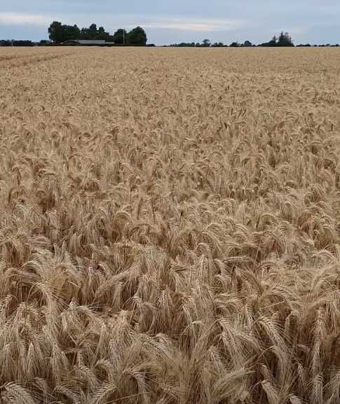 Pszenżyto żyto 2025