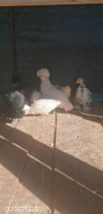 Vendo pintos de raça peduanas