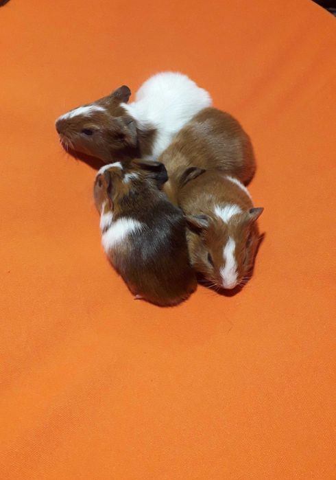 Морські свинки різних порід.