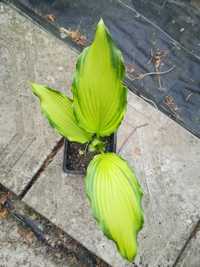 Funkia, hosta piękna roślina rabatowa, cieniolubna