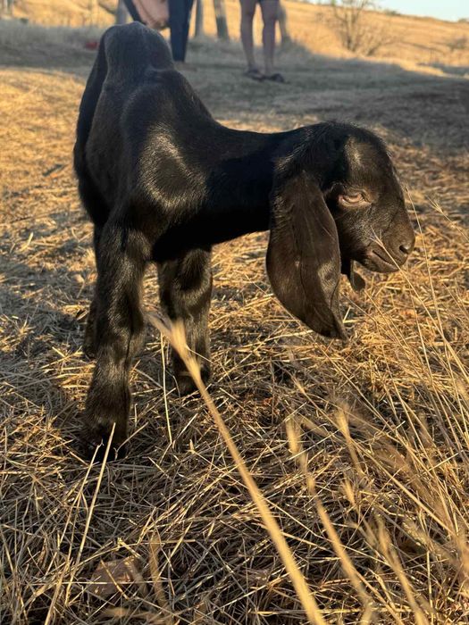Продаємо цапів (козлів)  різних порід