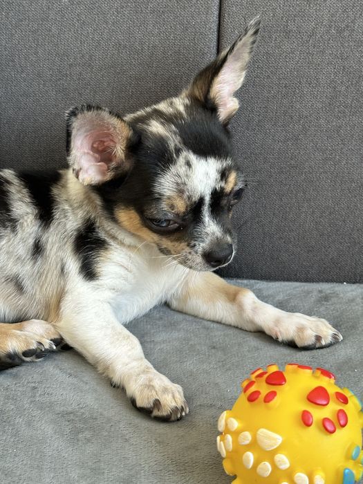 Хлопчик Чихуахуа