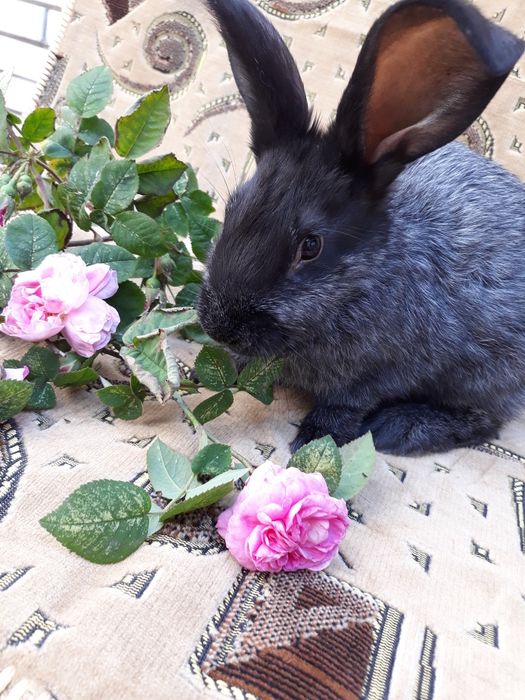 Продам кролики ,П С..