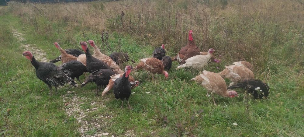 Sprzedam Indyki  zwykłe