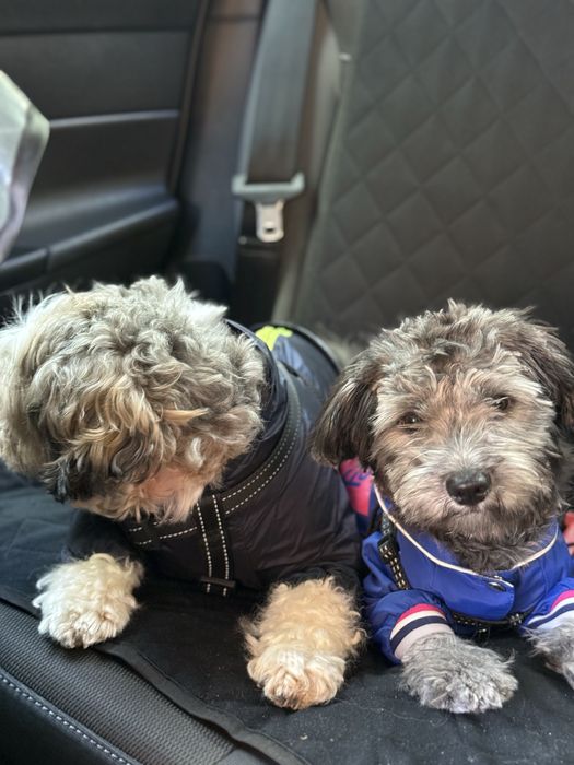 Собака метис мальтезе и йорка