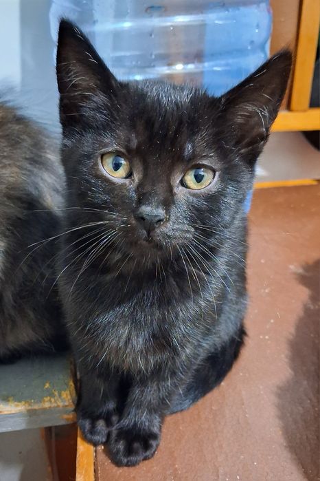 Класні котани в добрі руки