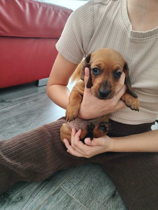 Słodka suczka jamnika krótkowłosego – brązowa podpalana