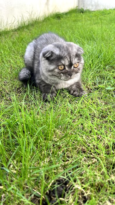Gatinha "Scottish Fold"