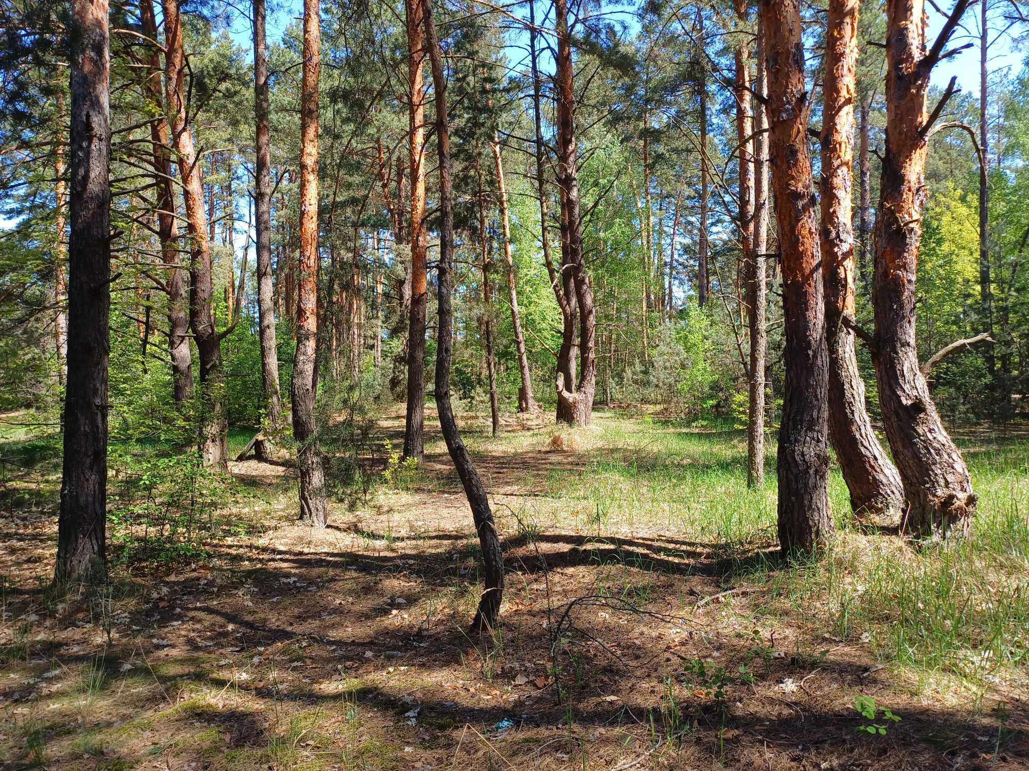 Толокунь, ділянка 10 соток з лісом, поруч море