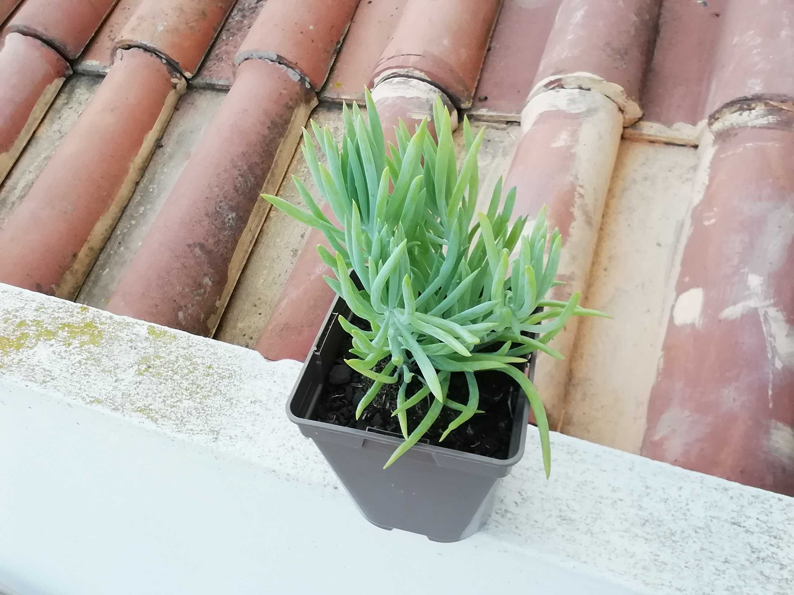 Planta Suculenta Senecio Serpens