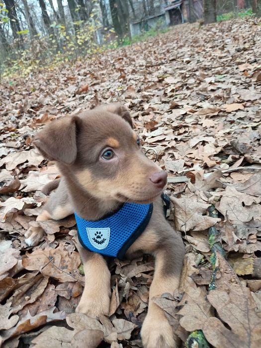 Отдам собаку,мальчик