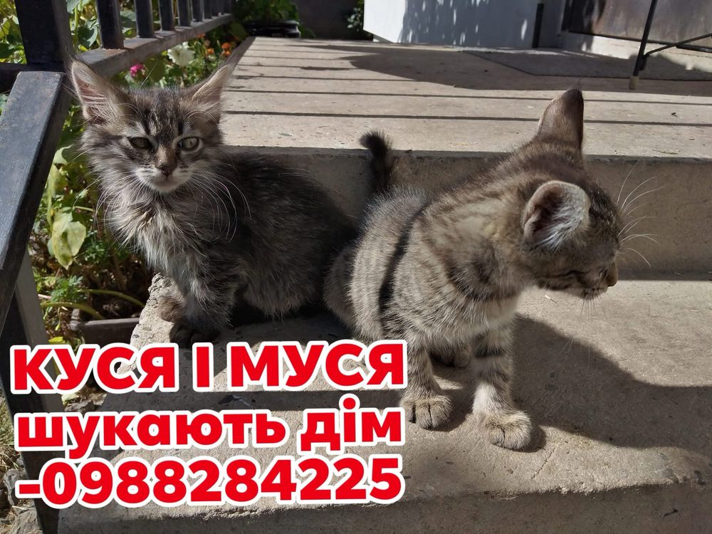 Кошенята шукають дім