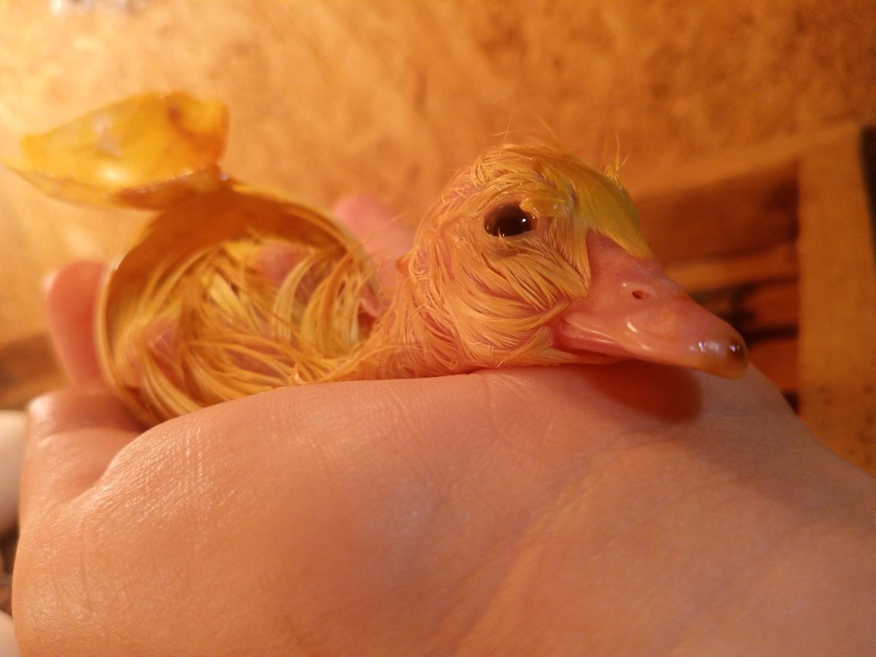 Інкубаційне яйце мускуної качки шипуни каченята качка