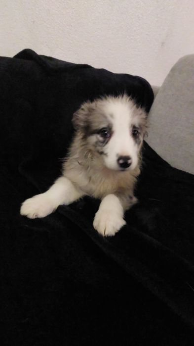 Border collie C/LOP/RI