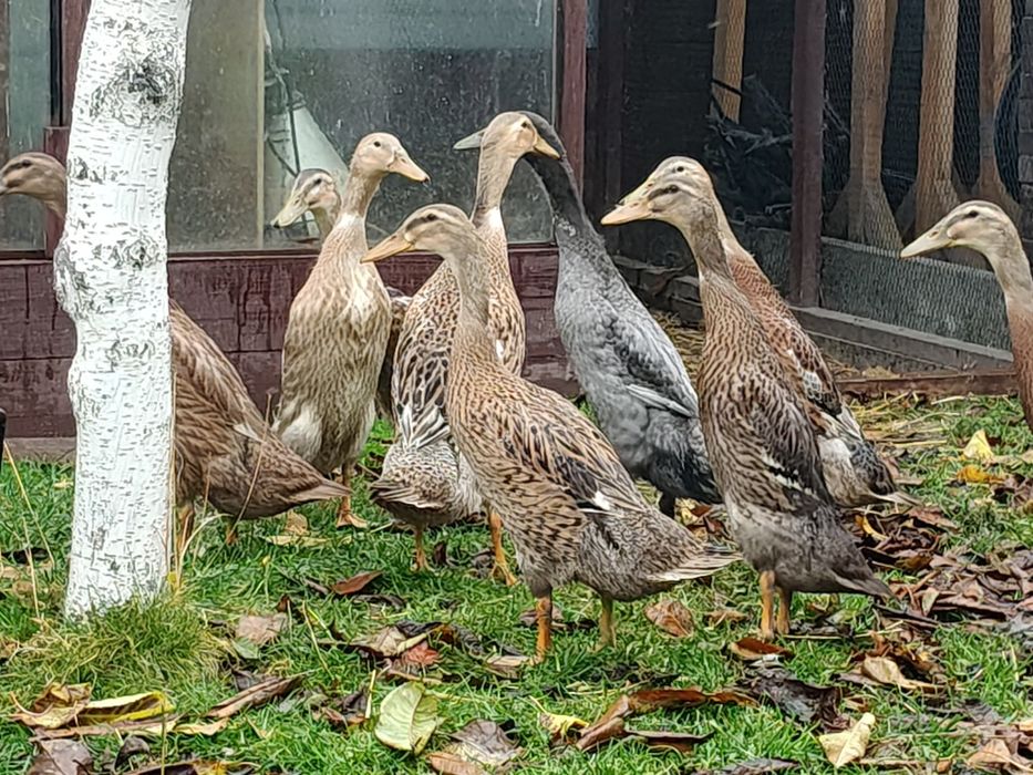 Kaczka Biegus Indyjski