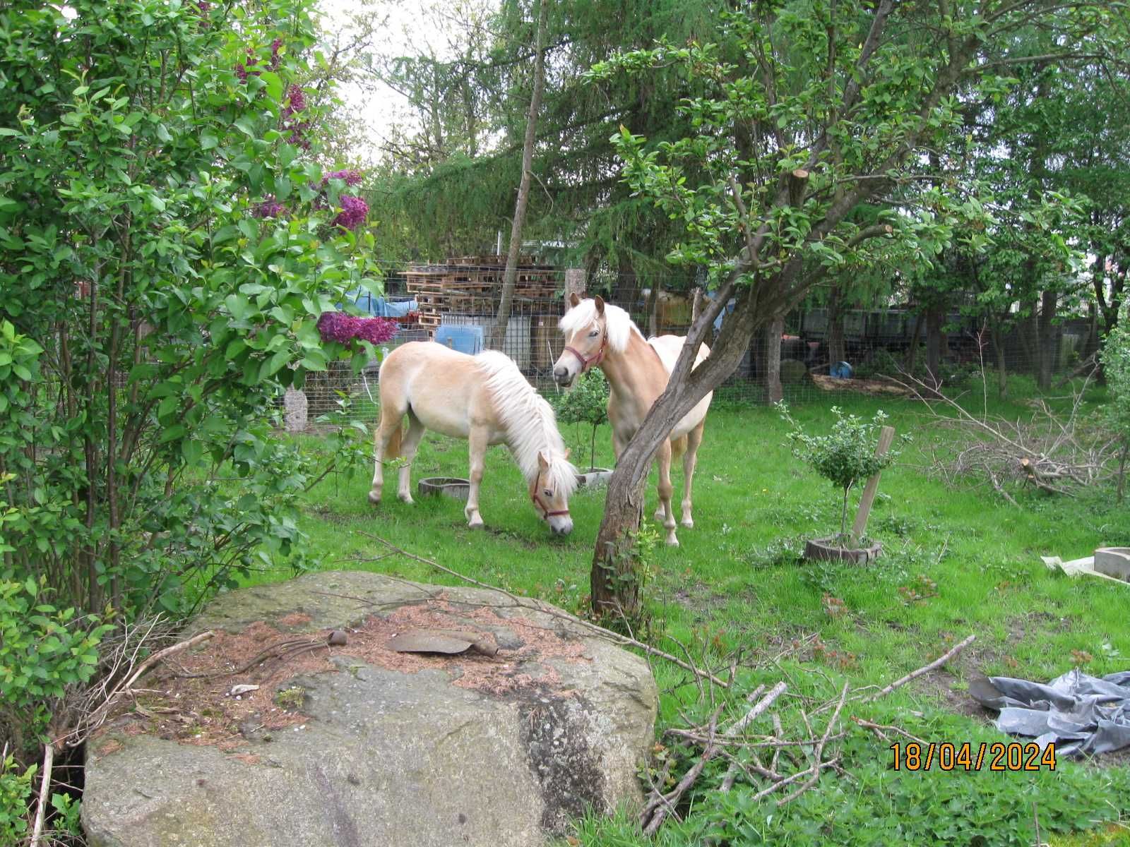 Haflinger klacz pelne pochodzenie