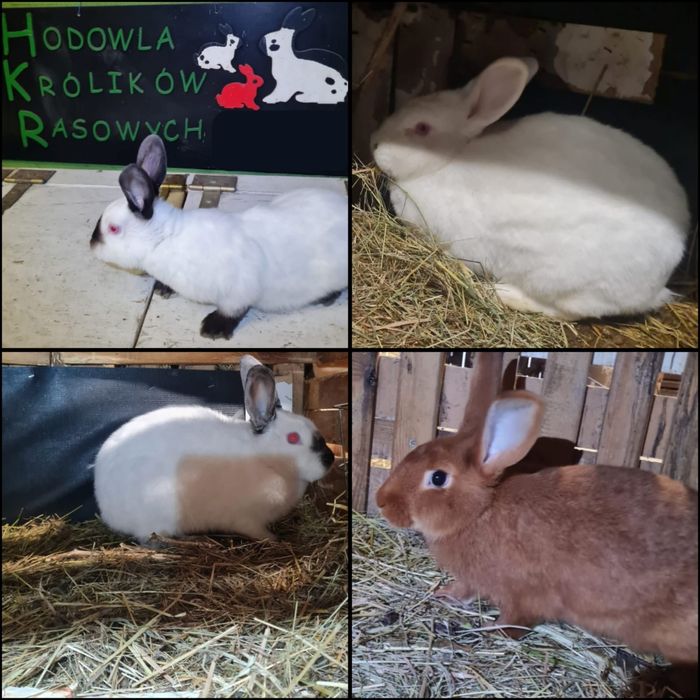 Sprzedam kroliki.
