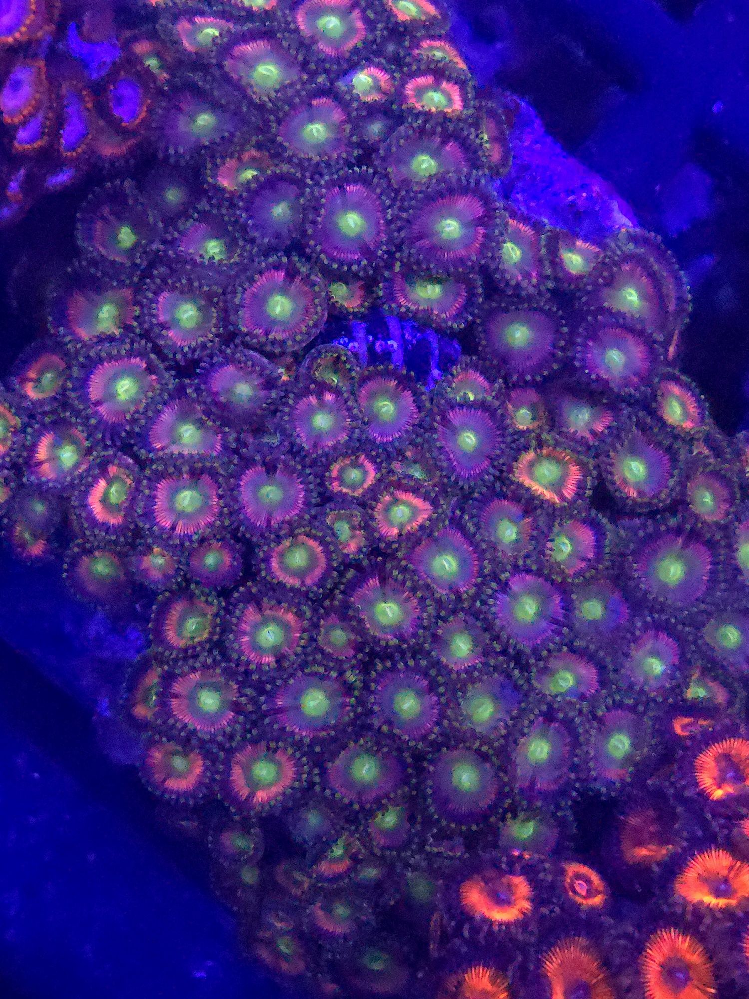 Zoanthus Sredni Polip 10 główek Fluo FLUOLAMPS WYSYLKI