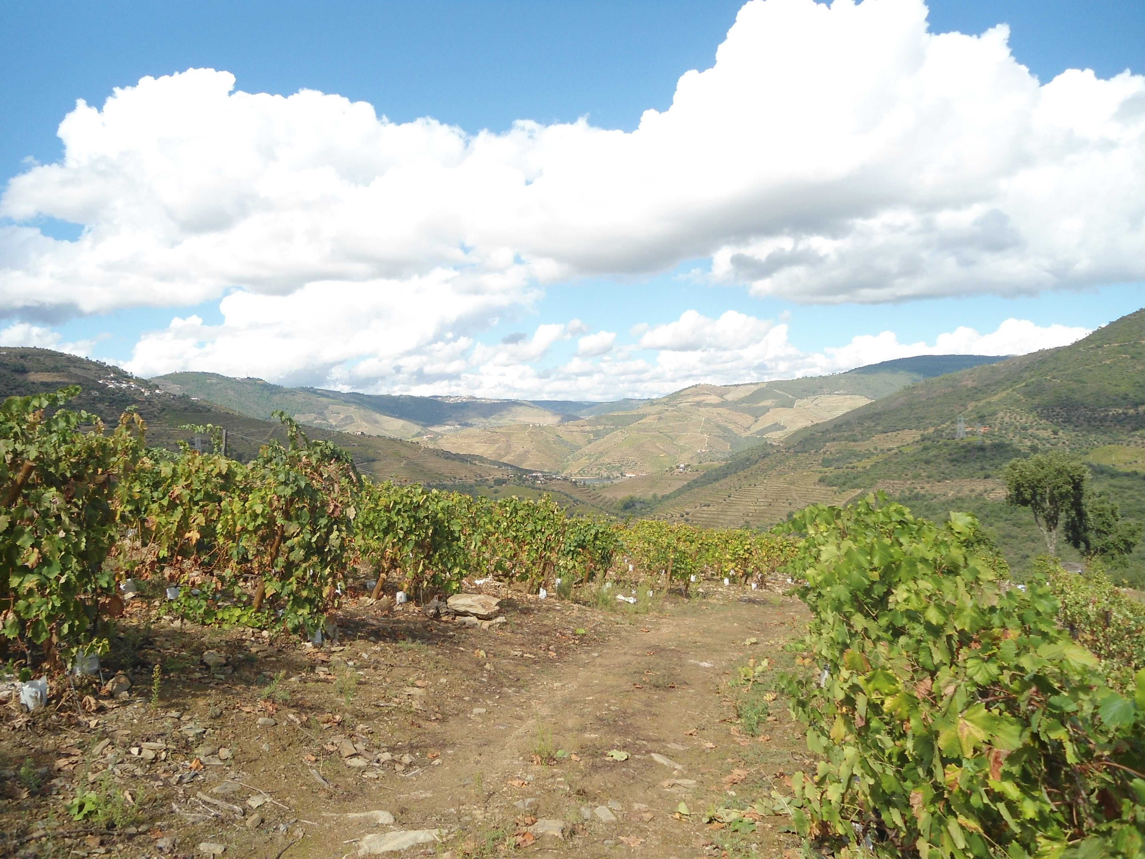 Quintinha no Douro 4 hectares, possibilidade de construcao