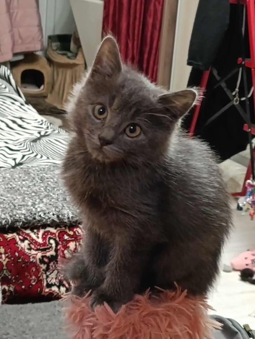 Безкоштовно у хороші руки.