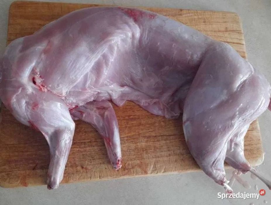 Królik tuszki różne króliki