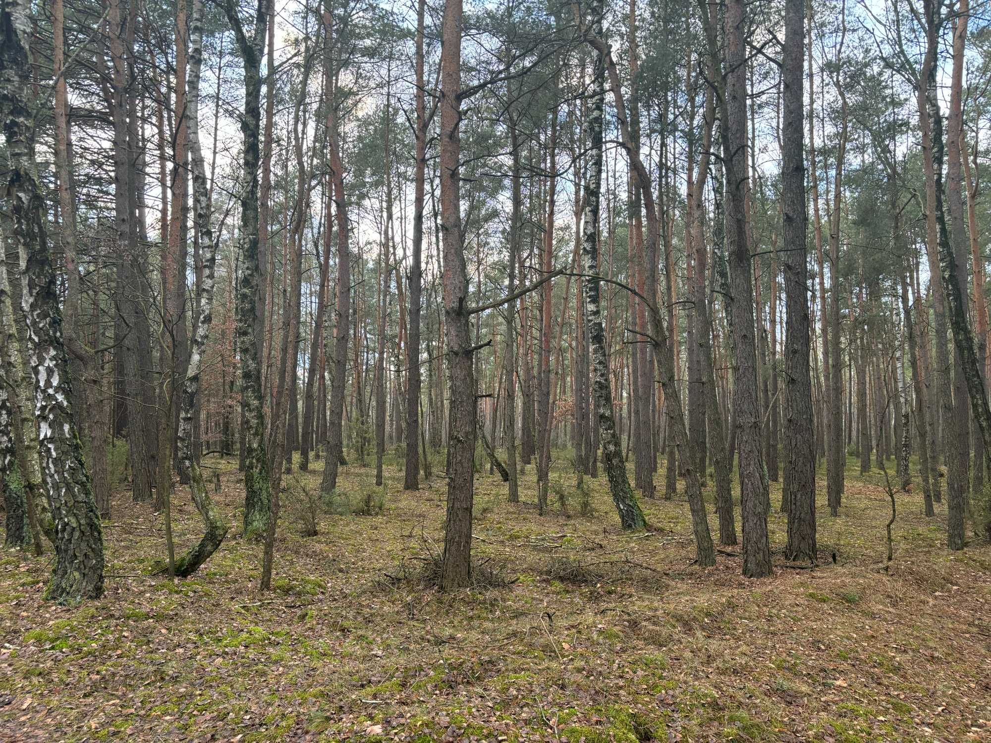 Działka leśna. Las sosnowy 80 letni, 7,5 ha, blisko 4  jeziora