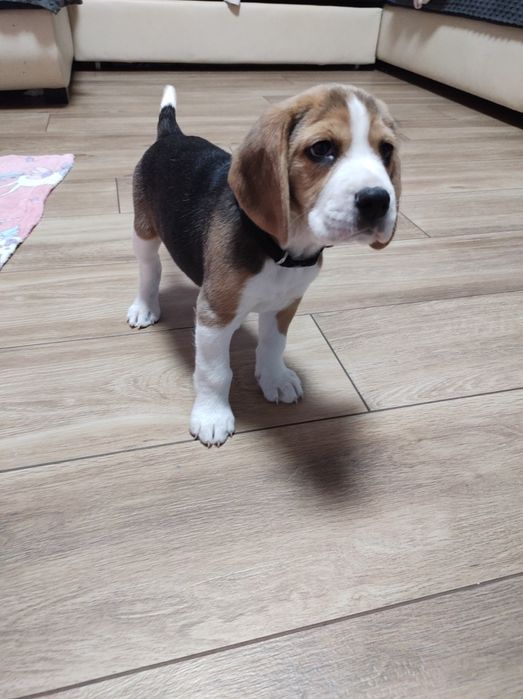 Beagle z rodowodem tricolor