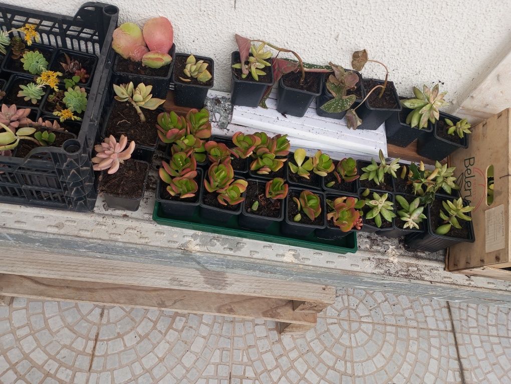 A maternidade das Sucolentas em vaso