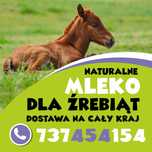 naturalne suszone mleko  źrebak kuc kon klacz  przysmak karma