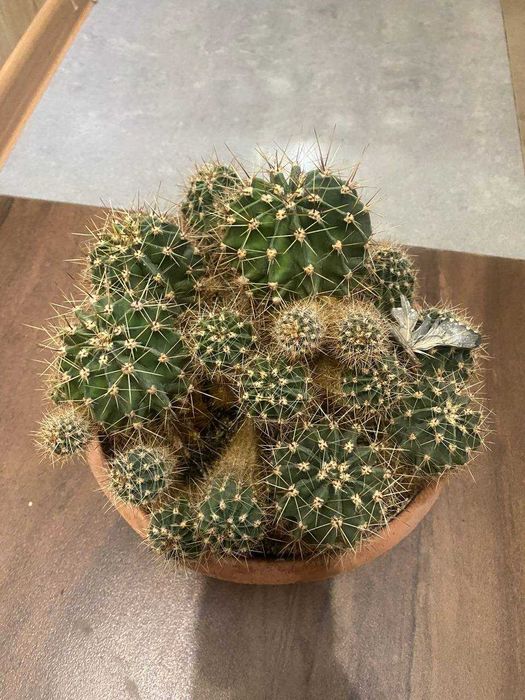 Кактусы, комнатные растения суккуленты