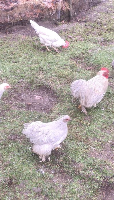 Kochin karzełek miniaturowy