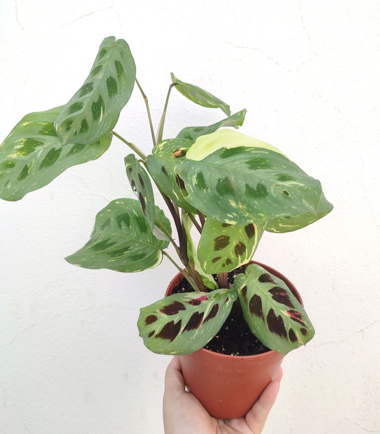 Maranta Variegata

4.50€