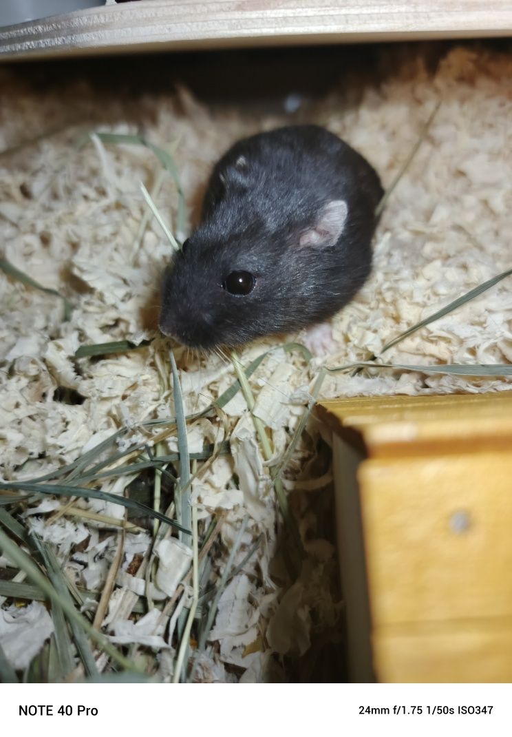 Oddam chomika hybrydę