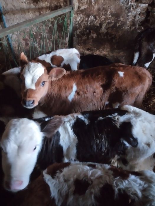 Jałoszki mięsne kolorowe