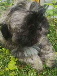 Shih-tzu Piesek rodowód