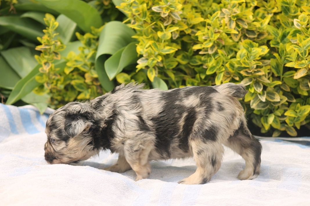 Frenchie FLUFFY Merle&tan