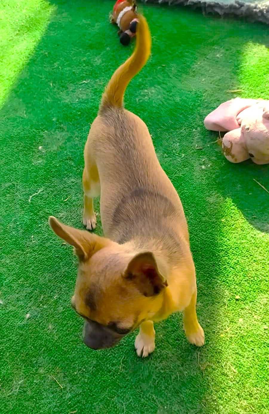 Chihuahua SUPER MINI suczka piesek mini  prawdziwy rodowód ZKwP (FCI)