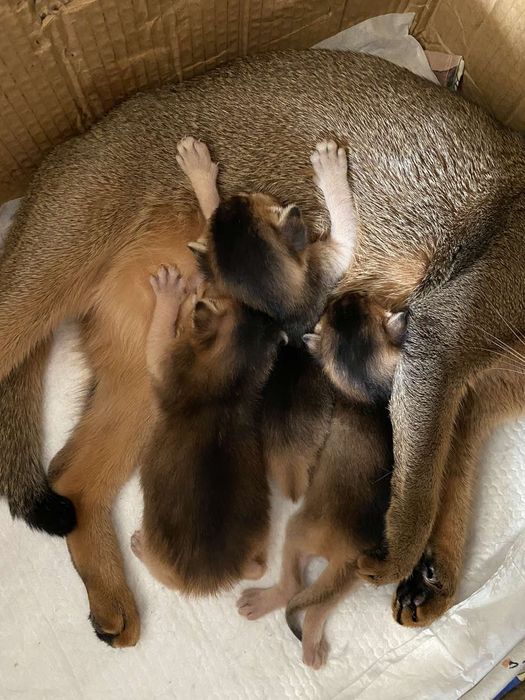 Абиссинский кот дикого окраса, вязка,