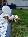 Jack Russell Terrier