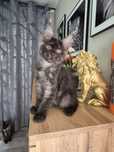 Cudna kotka Inka Maine Coon FPL