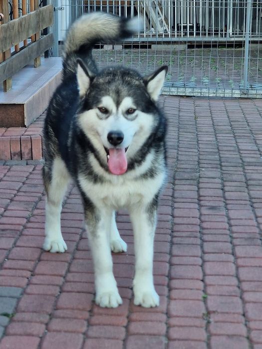Zapowiedź miotu Alaskan Malamute ZKwP/FCI