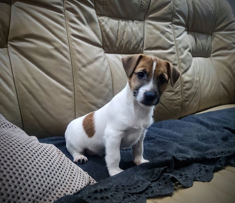 Jack Rusell Terrier szczeniak suczka
