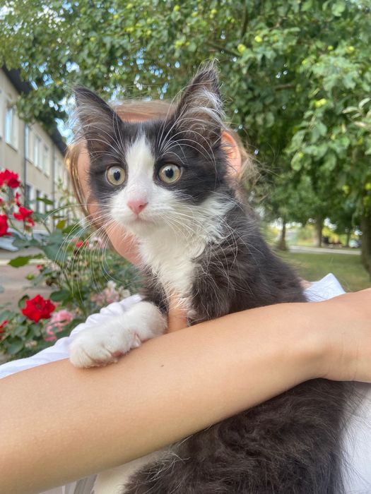 Поверніть кошення