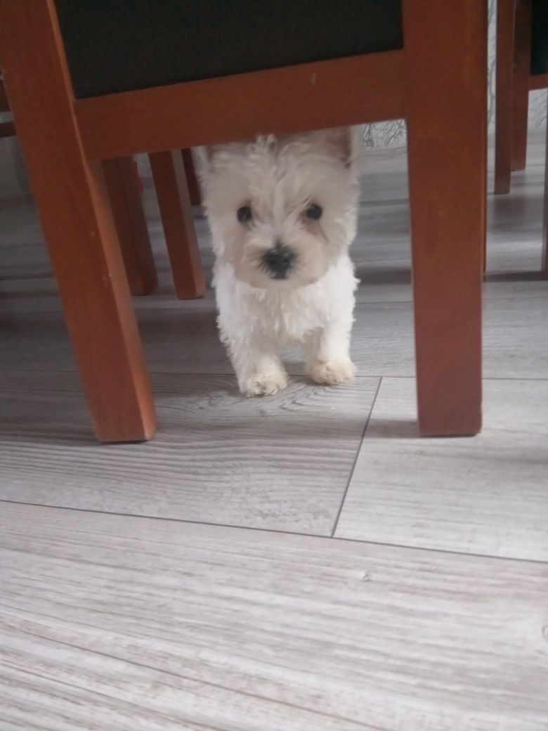 SUCZKA- West Highland Wbite Terrier