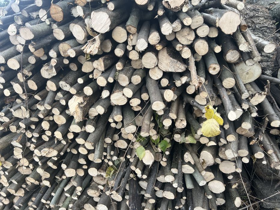 Metrowki Orzech laskowy sliwka drzewo opał kominek wędzarnia