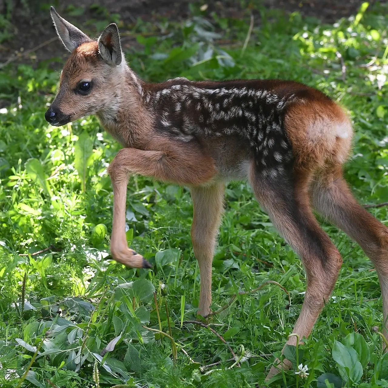 Косуля этого года, домашняя косуля самец