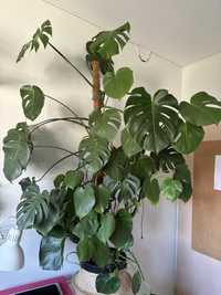 Monstera duża kwiat doniczkowy roślina 170cm