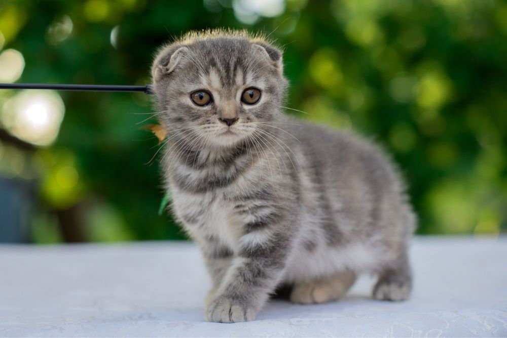 Котята скоттиш фолд ( шотландская вислоухая)