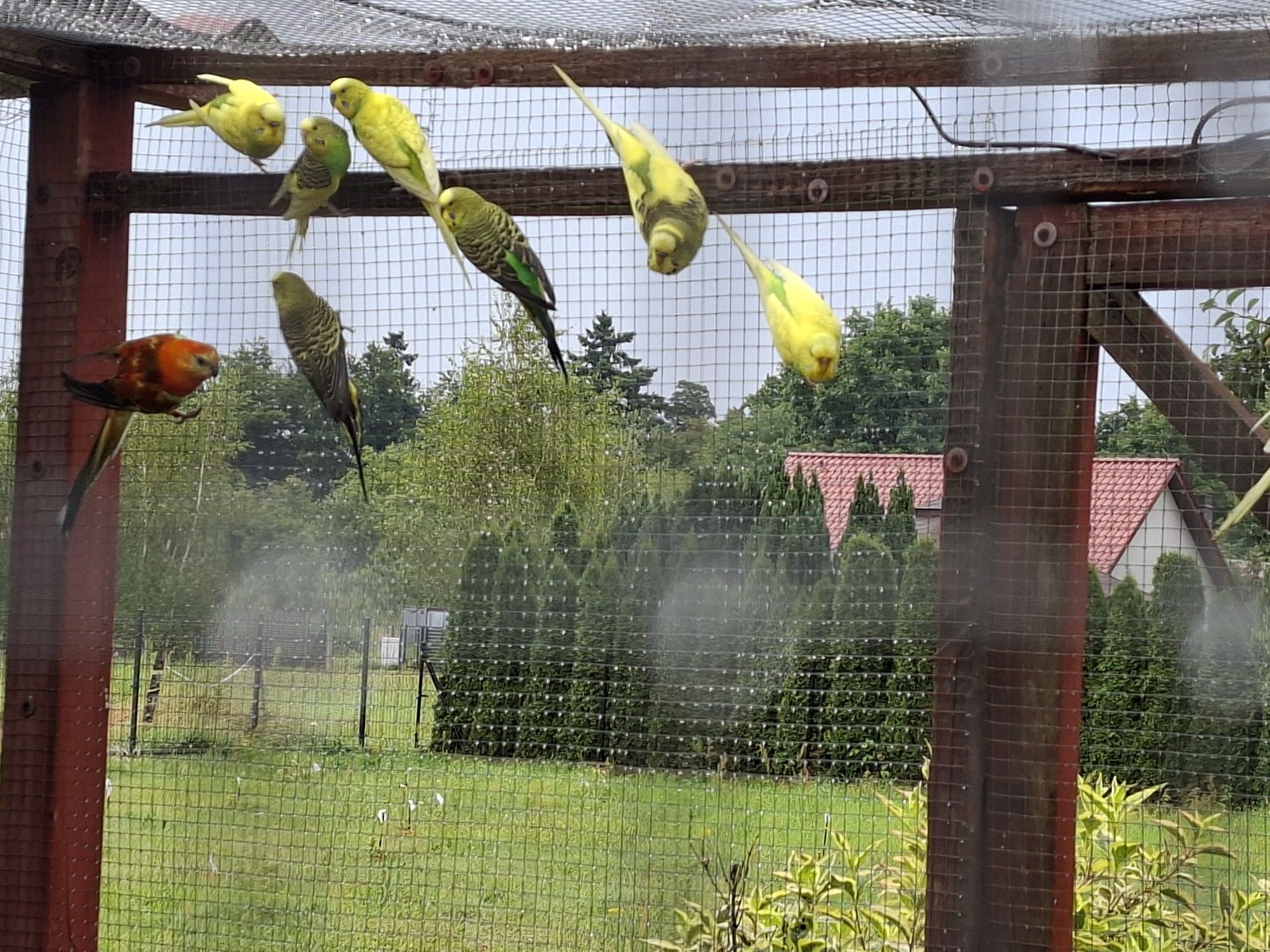 Papużki faliste na sprzedaż