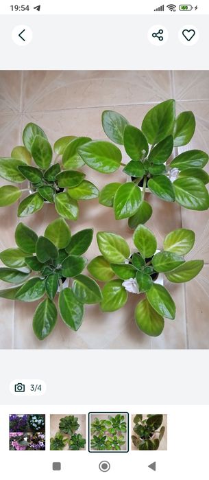 Хто має фіалочки,листочки якими можете поділитися пишіть